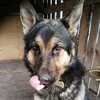 berkysiu