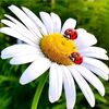 baharr_341
