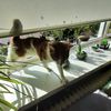 kattenvriend8
