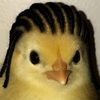 duckdagoat