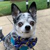 sir_cc_thechihuahua