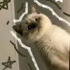 qvu.izt