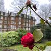 white_rose20_03