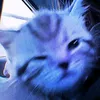 mahithecatfish96
