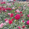 yaside_0271