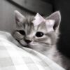 nrmyae__