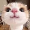 gianbryll8