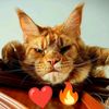 orng_cat10