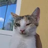greanfox