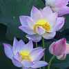 timnguoithuong1995