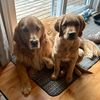 goldenretrievertucker1