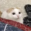 kjfolotino