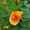 ludmila55551