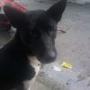 wayanmuliarta0