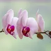 linzhang591