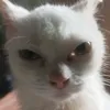 moosidotcom
