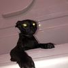 anorexic.kitty