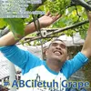 abcciletuhgrapeaniel5