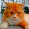 kucing2247