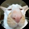 dvnrnko