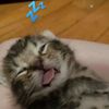 yylldaa