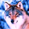 wolf.sh75