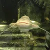 wetarpl
