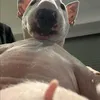 _kv521