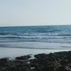 tazi_2089