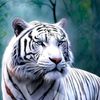 mdmehedihassan93060