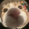 phanhchuacobo
