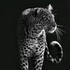nour_qn