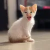 annnnemc