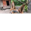 exoloxel