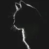 jasminepet_199725