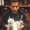 meowtudo