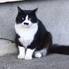 oskr.llk