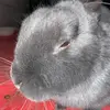 neverstoprabbiting