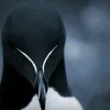 cyereljohn_nd