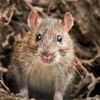 lilratdoinratthings