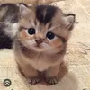 catlife003