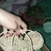 pusatrotanmurah