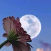 sa_faer1