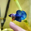 thaibetta17