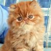 yellowcat.168