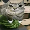 tuffcat5