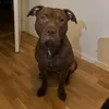 speedkillah