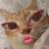 ellenaajah6487