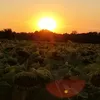 fleursauvage23