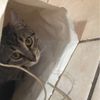 stella_le_whiskers